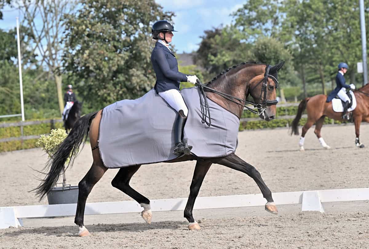 Dressuur