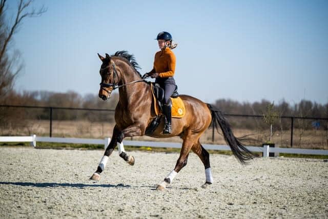 ruitergevoel event clinic