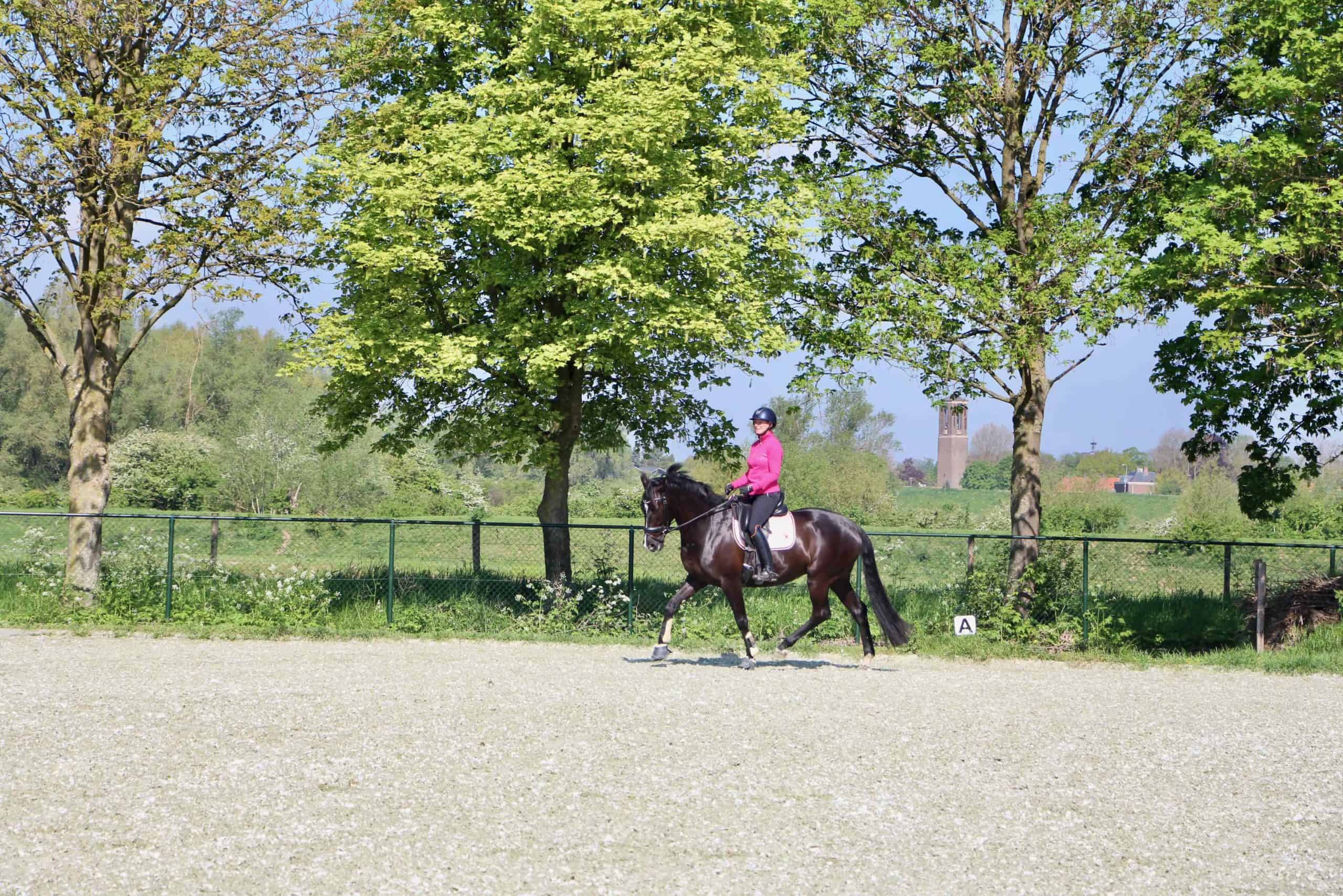 Paard komt terug in tempo op de volte Ruitergevoel