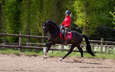De onmisbare oefening om een sensibel en vlug paard te rijden
